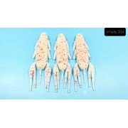 Diema Baits Smally 3,75