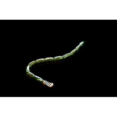 Modello Dranckrazy Piengfar 6