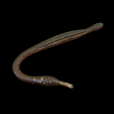 Modello Dranckrazy Ootsuchinoko 7