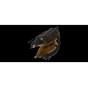 Dranckrazy Pulsar - Color 08 - Tuchigaeru