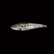 Dranckrazy Swimmy 60 - Color 03 - Baby Bass