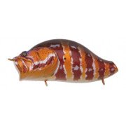 ZACRAWL HEART BLASTER - Color 015 - Akahata